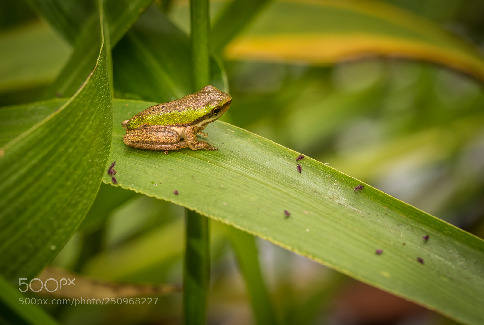 Olympus OM-D E-M1 Mark II sample photo. Eastern sedgefrog photography