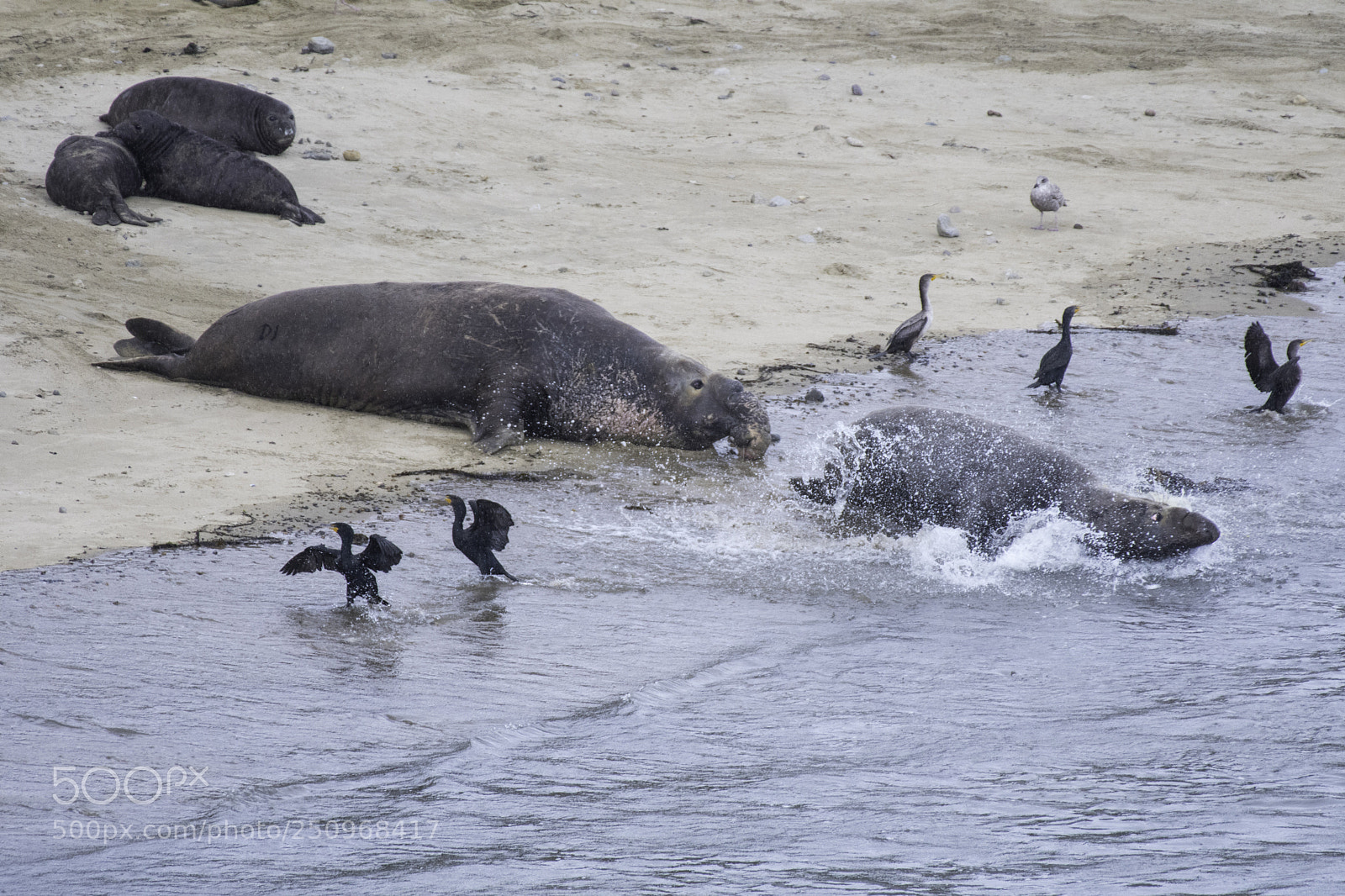 Nikon D500 sample photo. Elephant seal chase photography