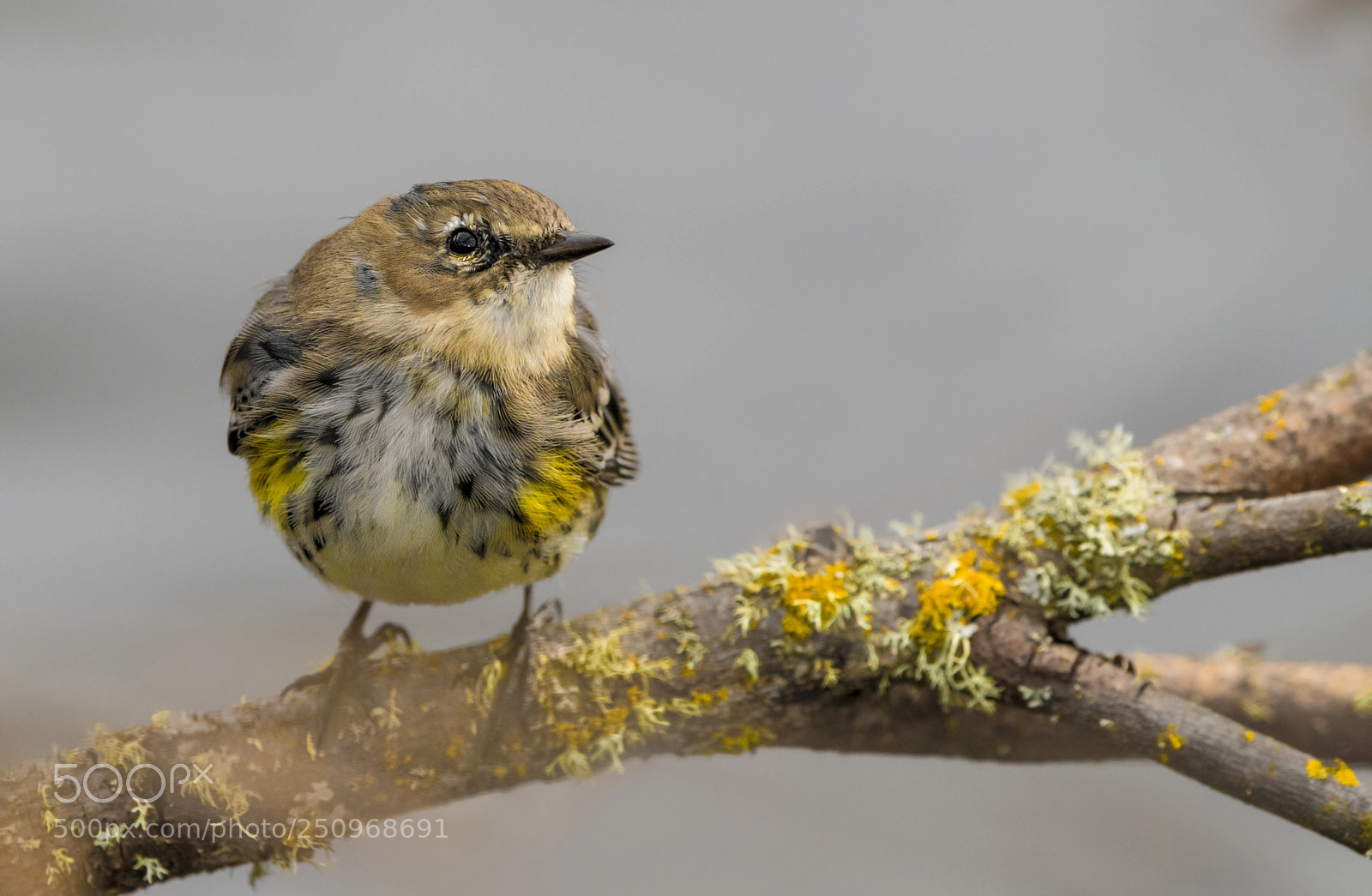 Nikon D850 sample photo. Yellow-rumped warbler #2 photography