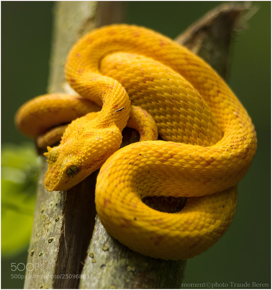 Canon EOS 5D Mark IV sample photo. Greifschwanz- lanzenotter photography
