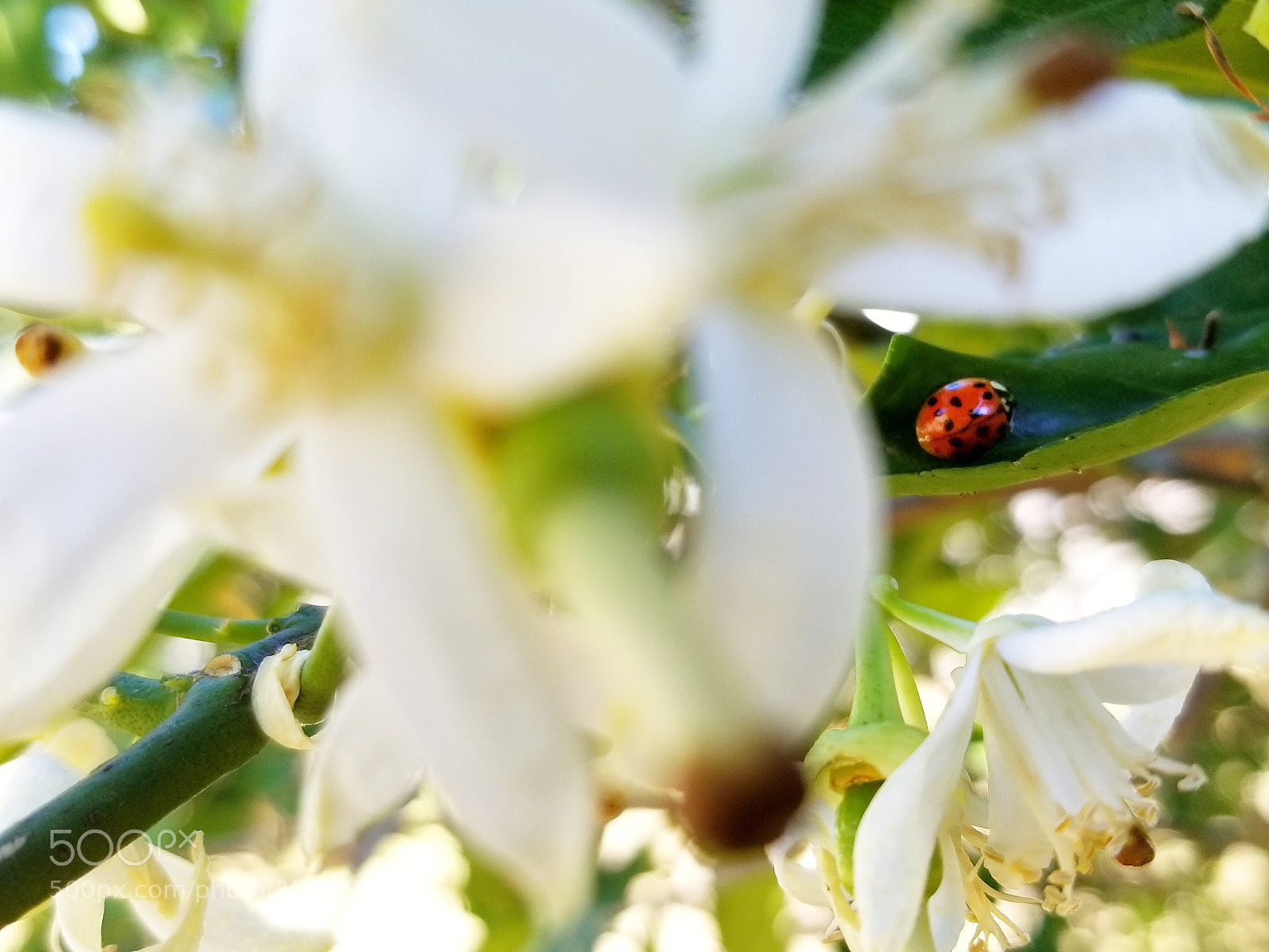 Samsung Galaxy S8 sample photo. Sweet ladybug photography