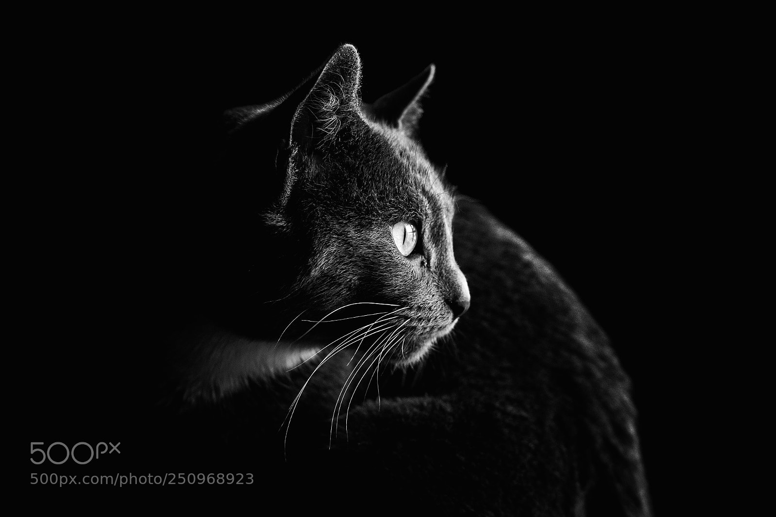 Canon EOS 7D sample photo. Curious cat photography
