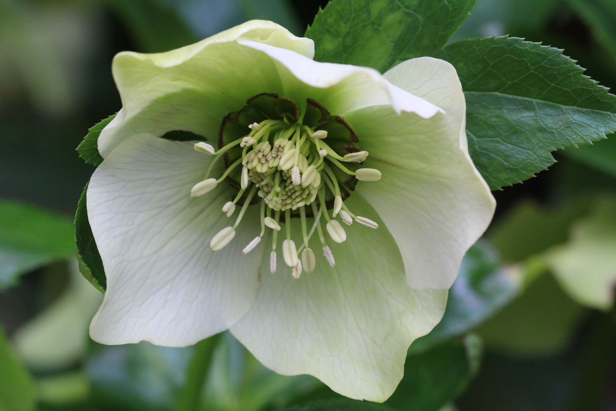 Canon EF 100mm F2.8L Macro IS USM sample photo. Pale hellebore photography