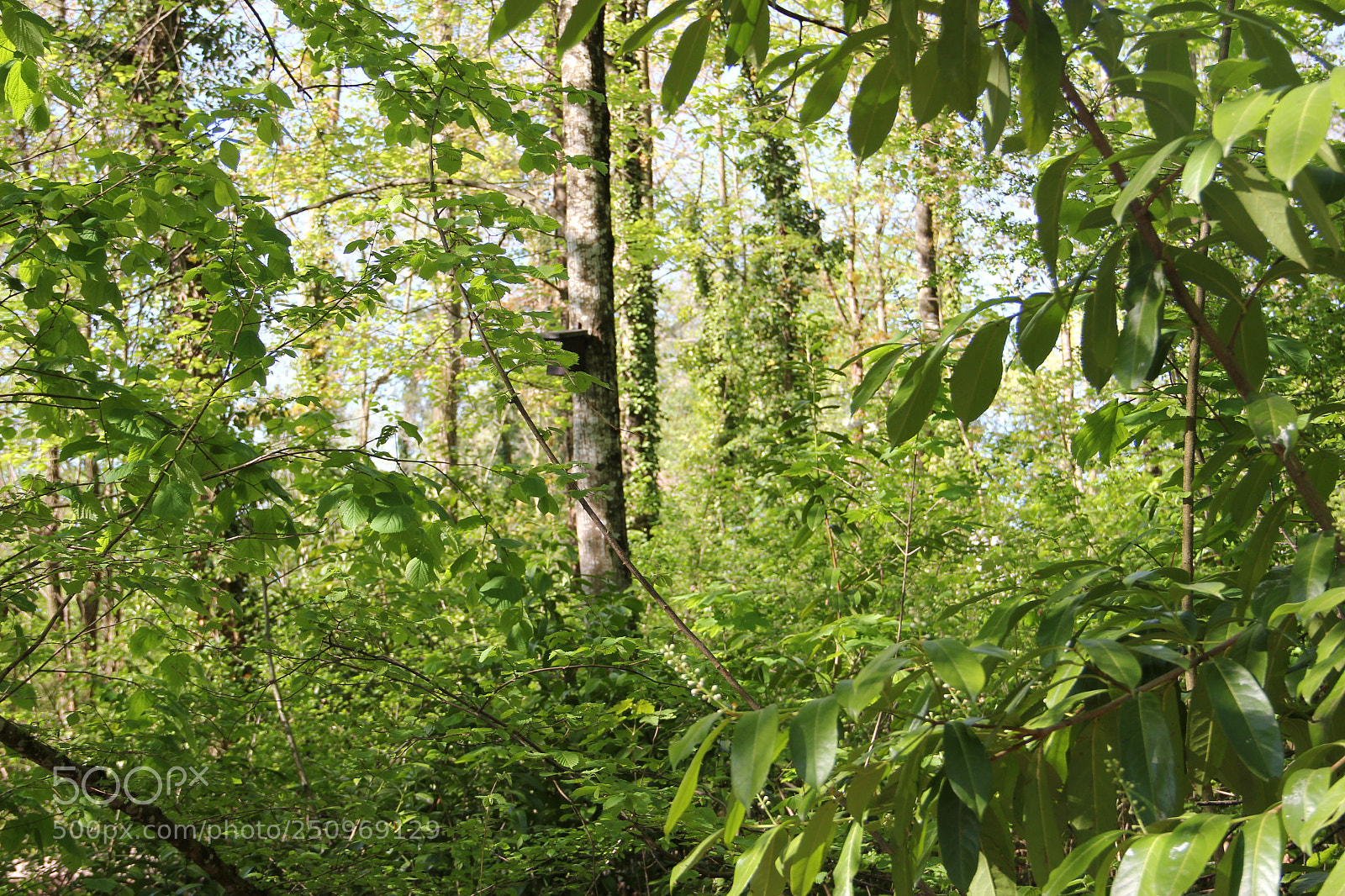 Canon EF-S 18-135mm F3.5-5.6 IS sample photo. Trees photography