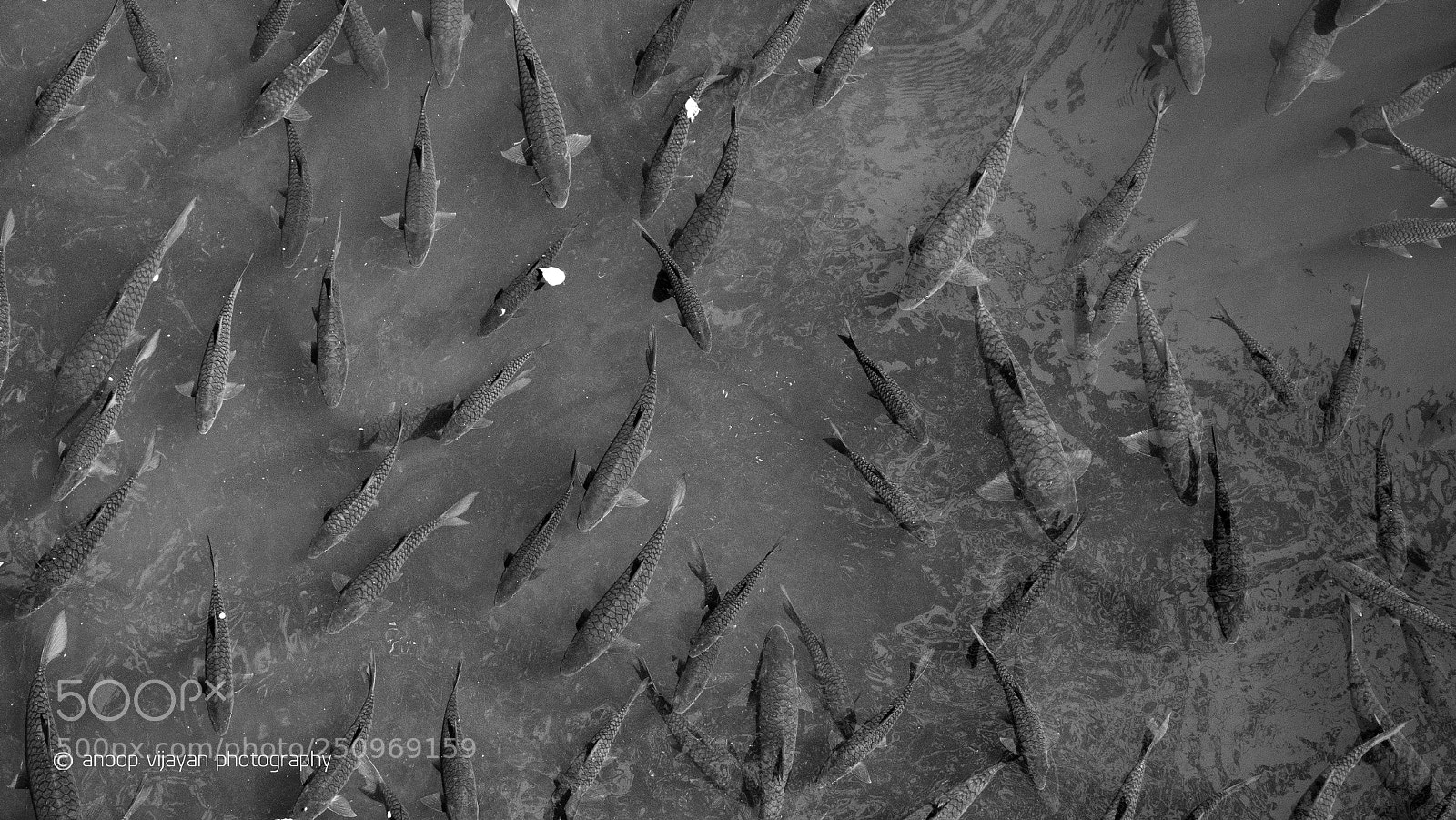 Canon EOS 80D sample photo. Fish crowd photography