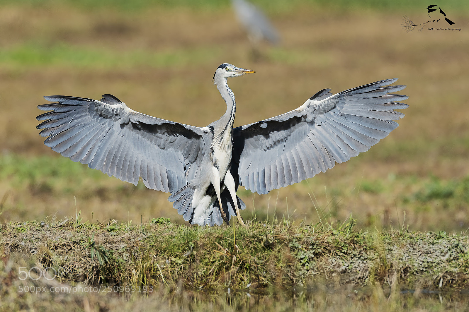 Nikon D810 sample photo. Open wings photography