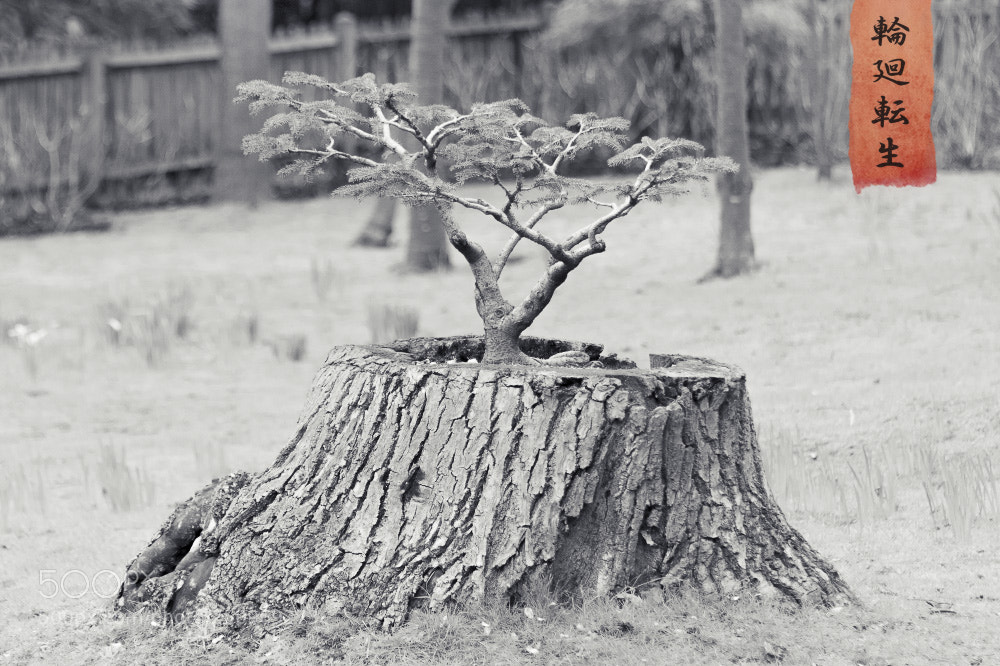 Nikon D810 sample photo. Saṃsāra photography
