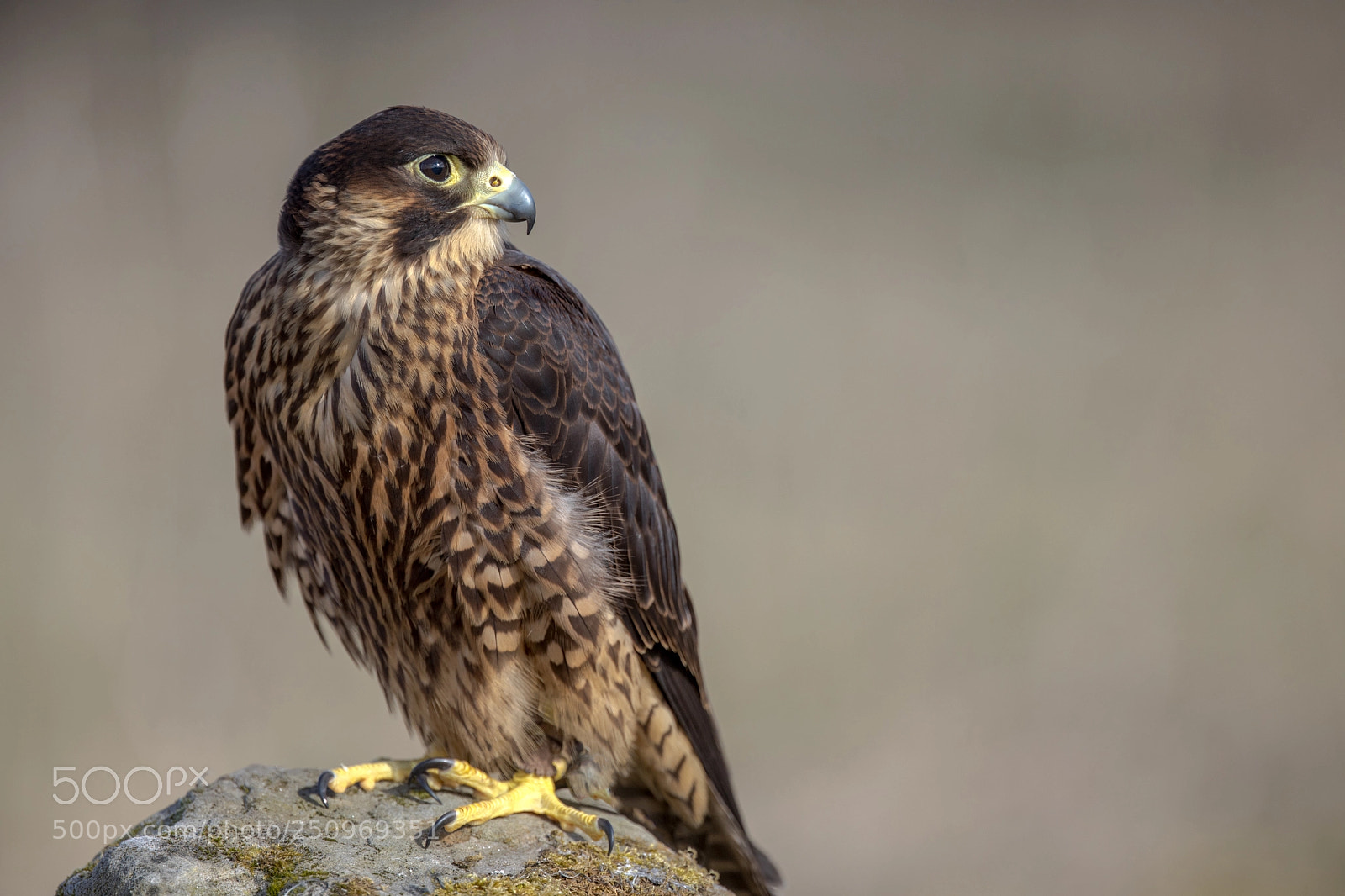 Canon EOS 5D Mark IV sample photo. Peregrine falcon photography