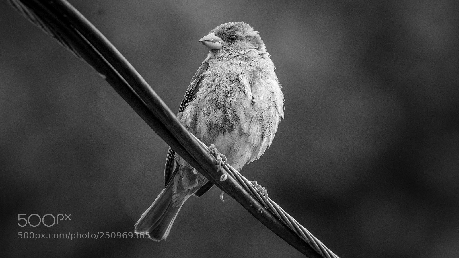 Canon EOS 1200D (EOS Rebel T5 / EOS Kiss X70 / EOS Hi) sample photo. Little perched bird photography