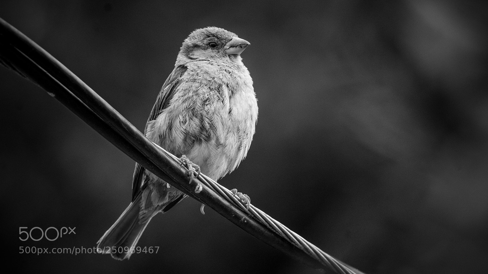Canon EOS 1200D (EOS Rebel T5 / EOS Kiss X70 / EOS Hi) sample photo. Little perched bird photography