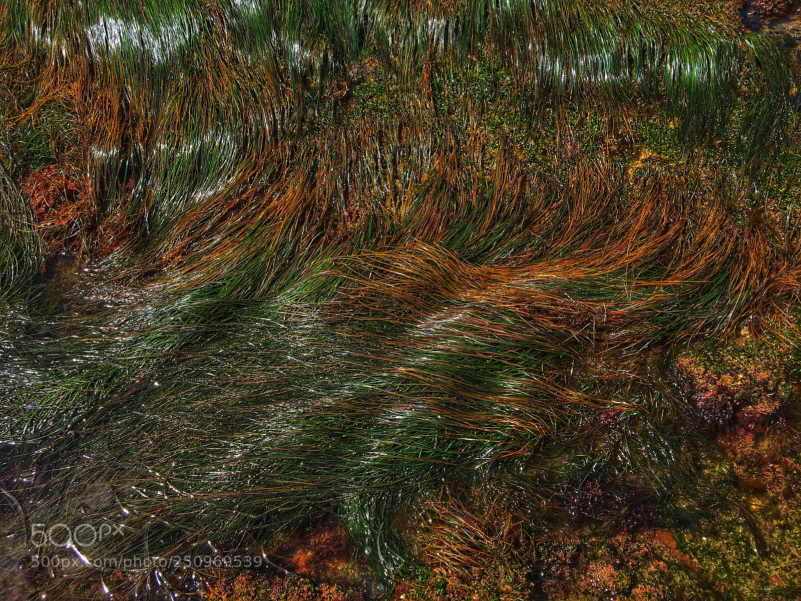 Apple iPhone 6s sample photo. Sea grass photography