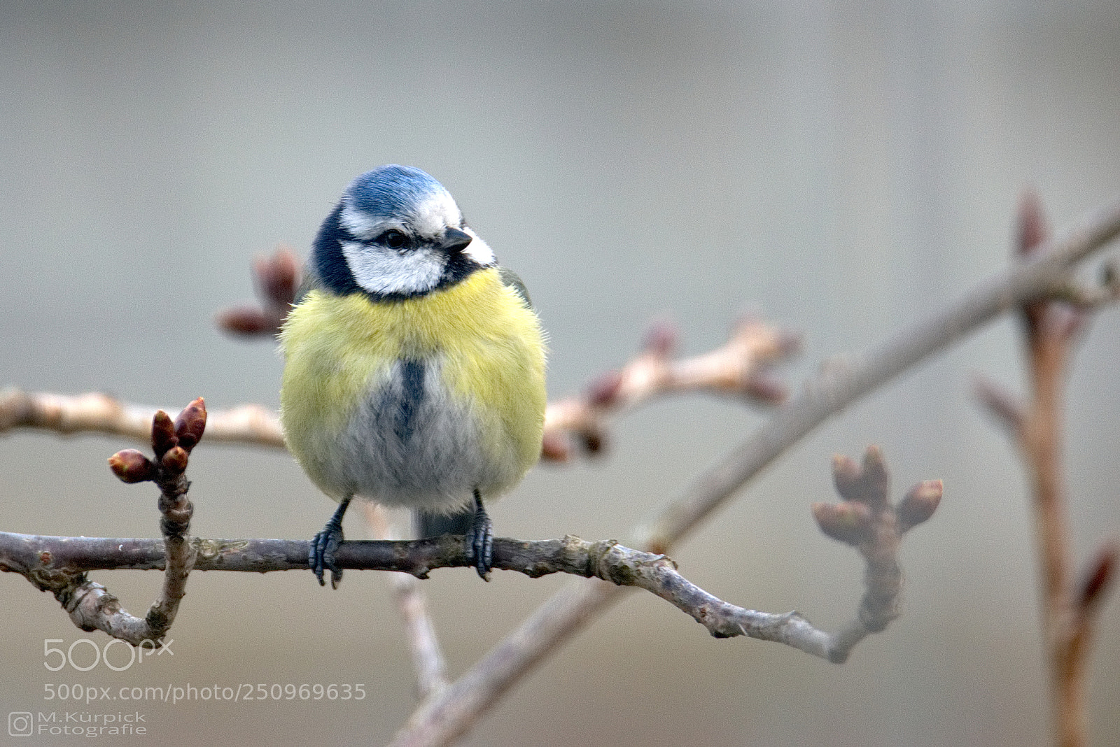 Nikon D5300 sample photo. Blaumeise photography
