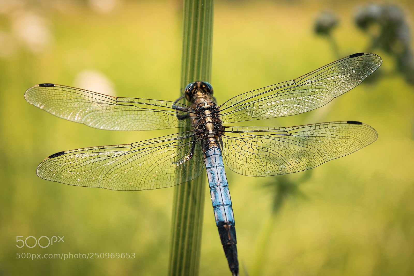 Canon EOS 450D (EOS Rebel XSi / EOS Kiss X2) sample photo. White tailed skimmer photography
