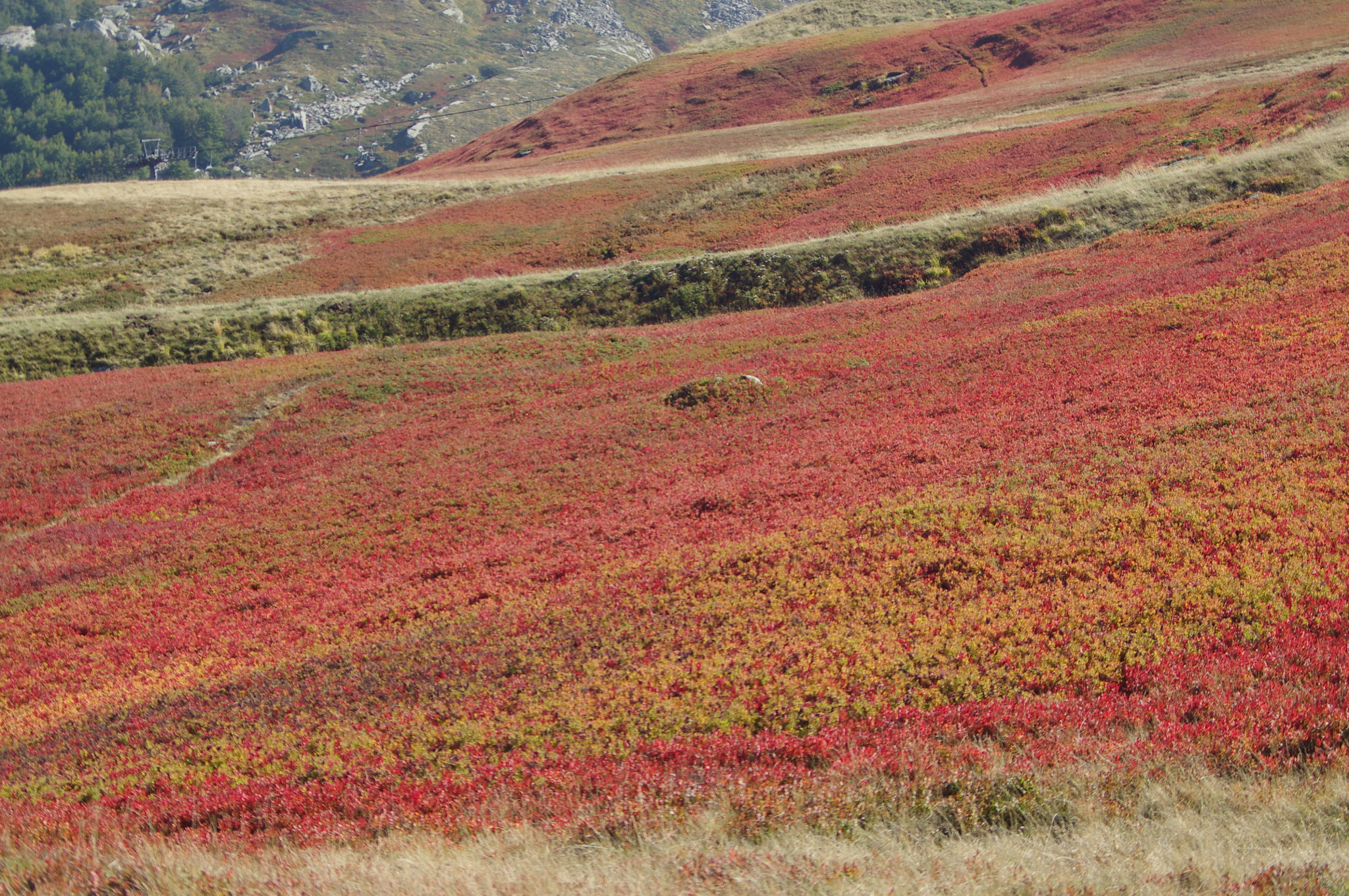 Pentax K-r sample photo. Piante di mirtillo nero in autunno photography