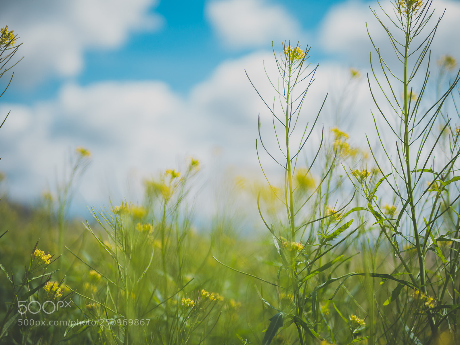 Panasonic Lumix DMC-G7 sample photo. Peaceful sight photography