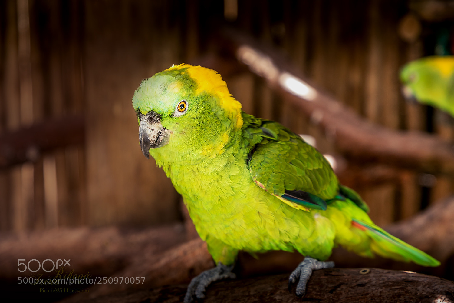 Canon EOS 5D Mark IV sample photo. Brazilian parrot photography