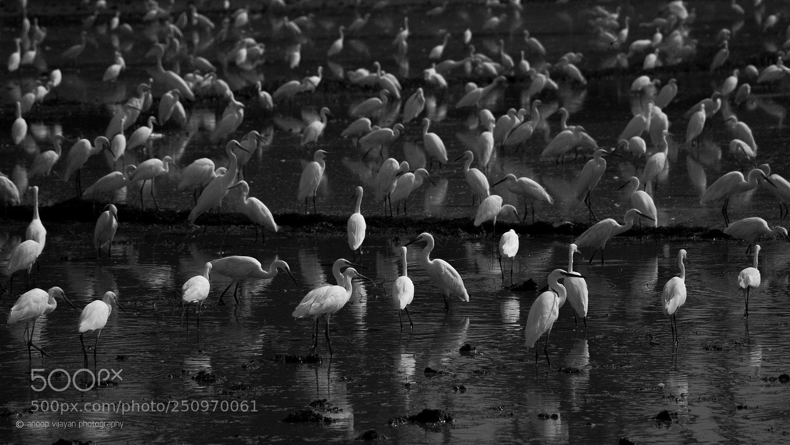 Canon EOS 80D sample photo. Crane pattern photography