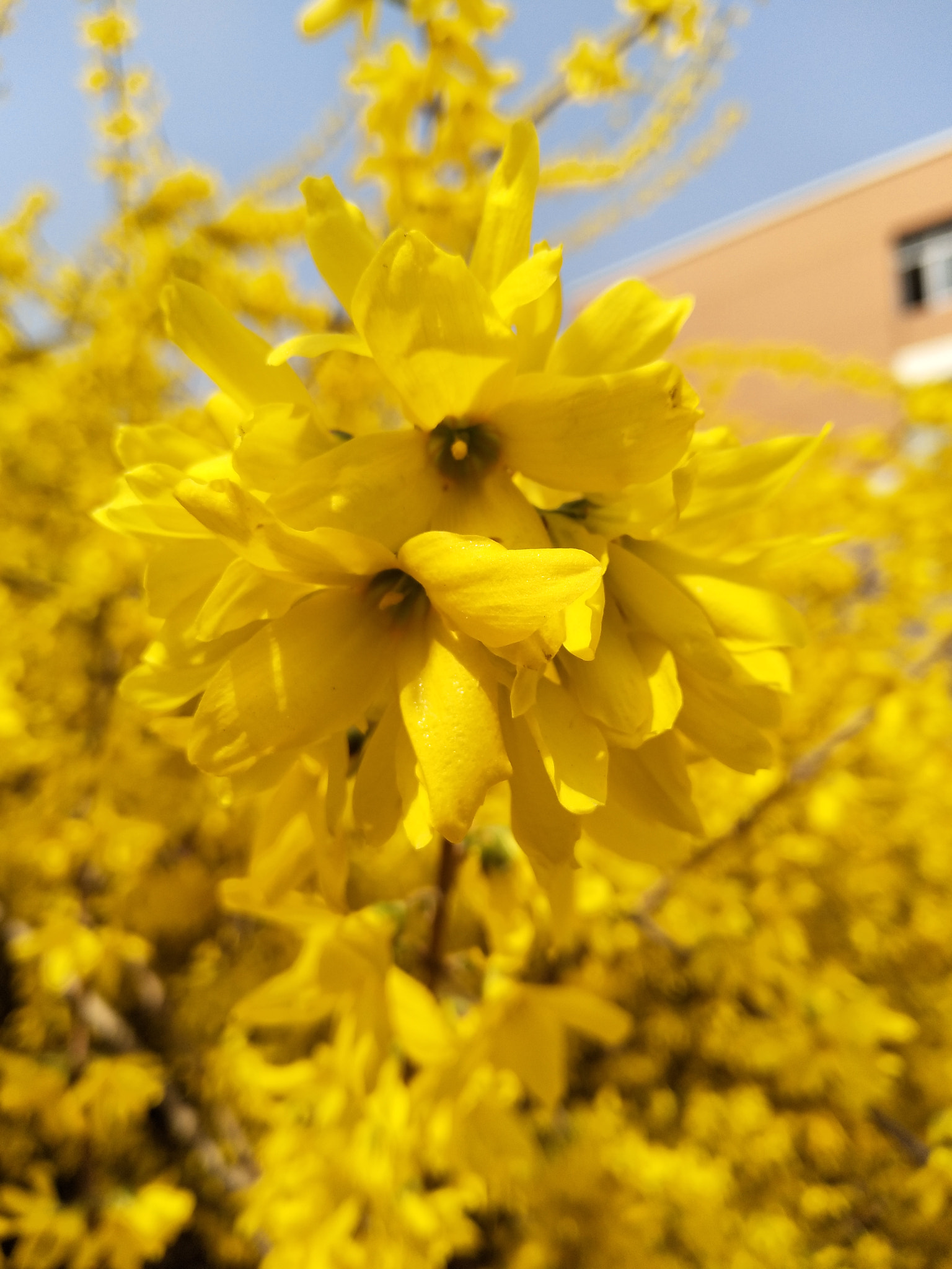vivo X9 sample photo