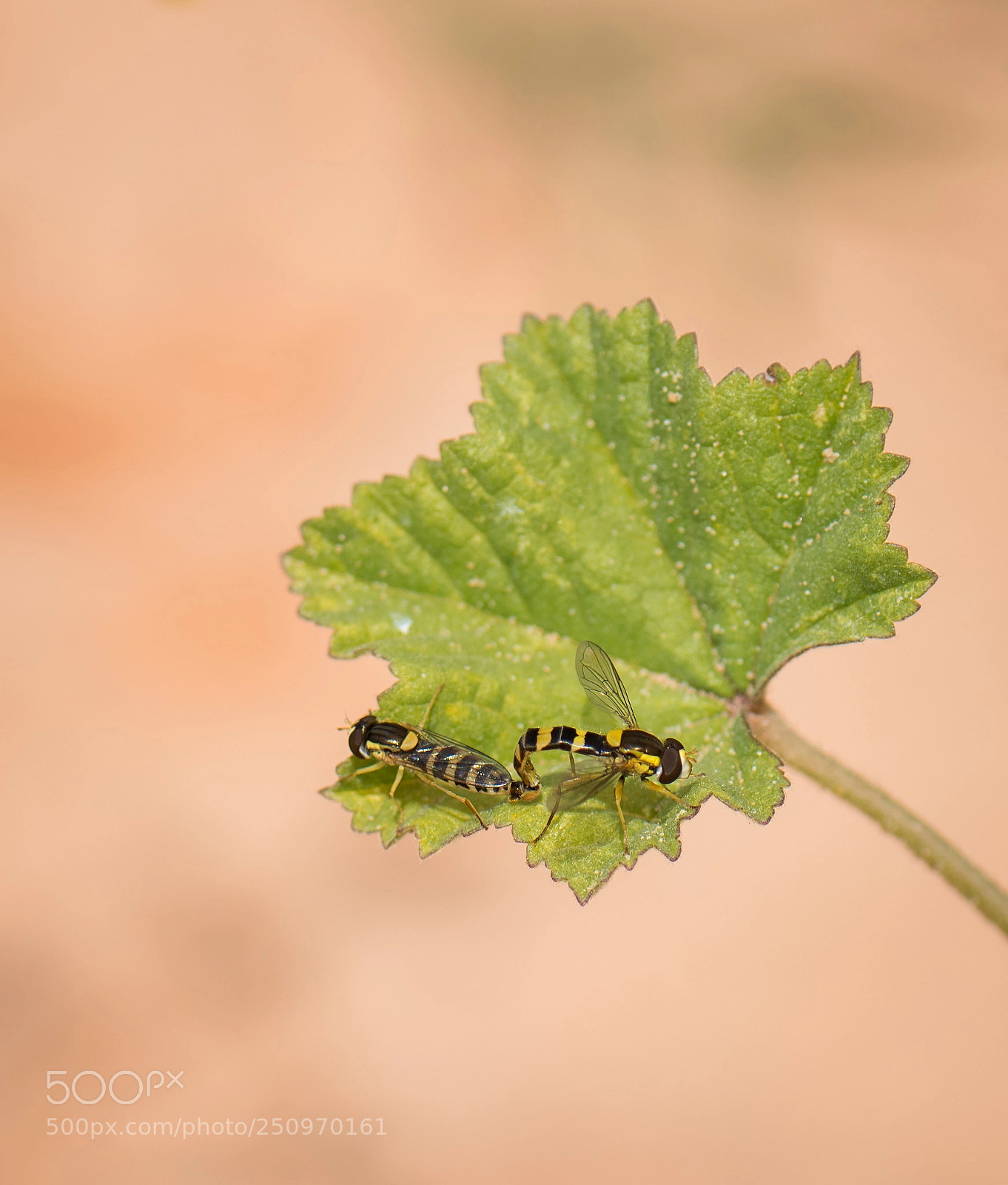 Nikon D810 sample photo. Bug's life photography