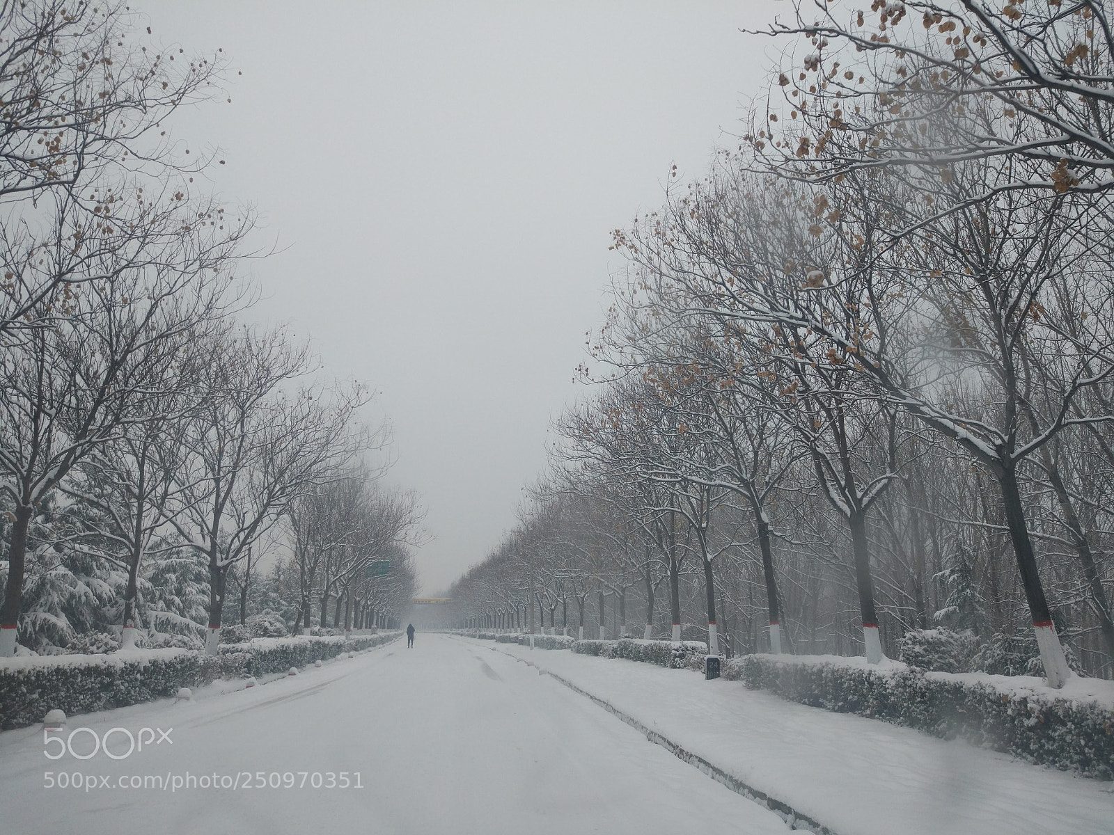 Xiaomi MI 5 sample photo. Untitled photography