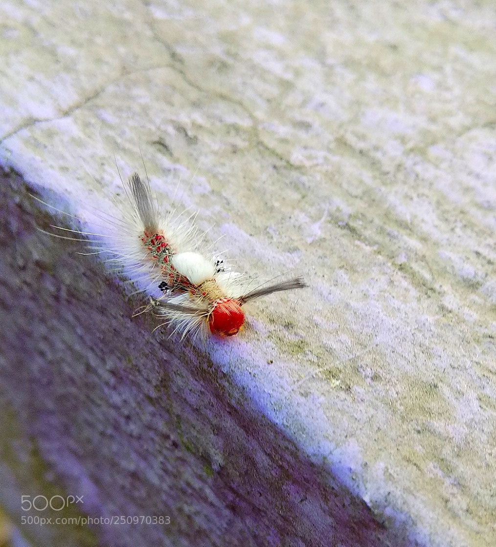 Xiaomi Redmi Note 4 sample photo. I have never seen photography