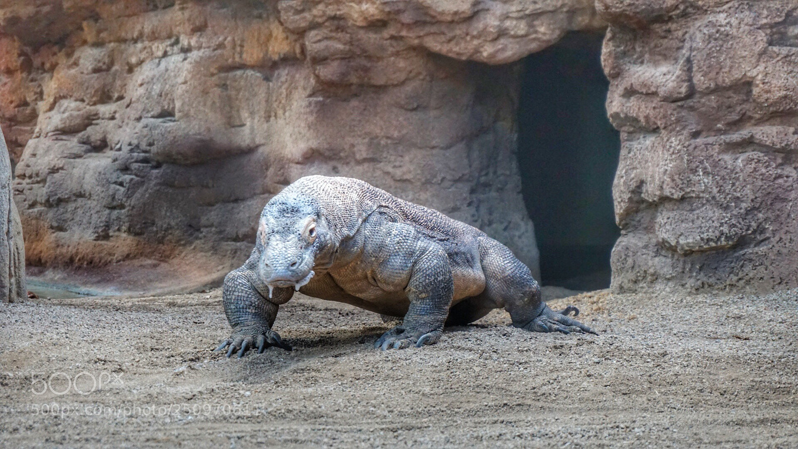 Sony a6000 sample photo. Komodo dragon, barcelona photography