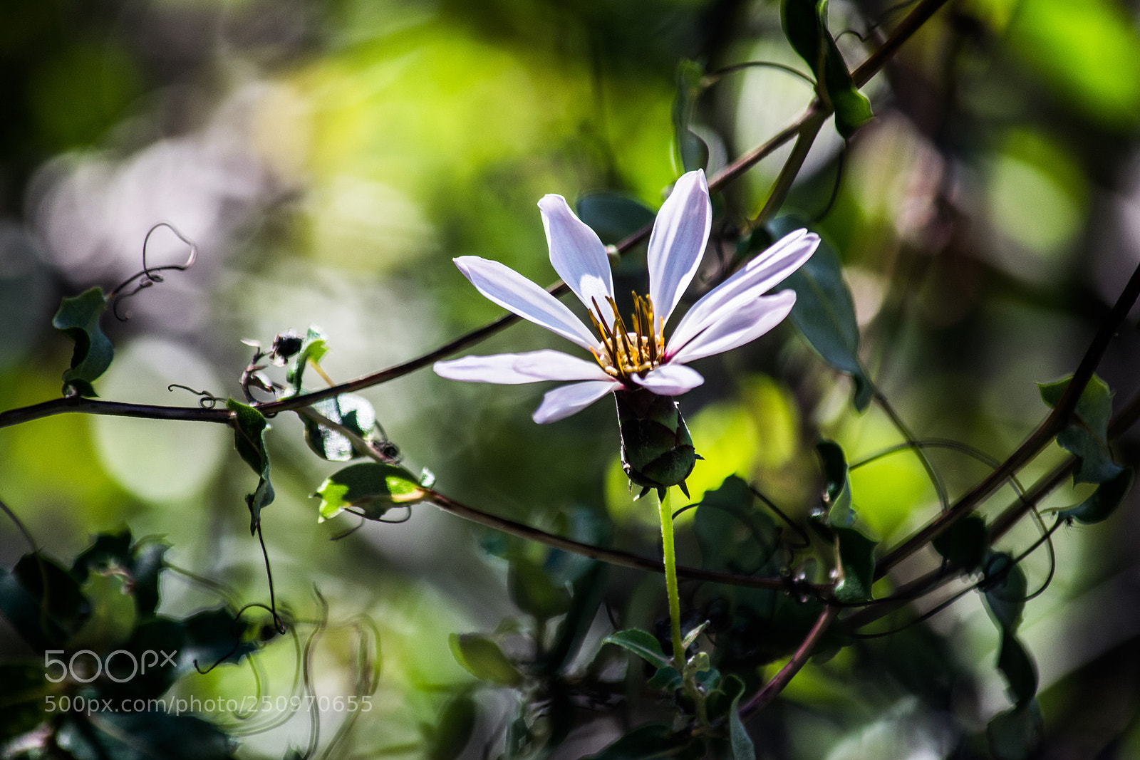 Nikon D5300 sample photo. Florcita photography