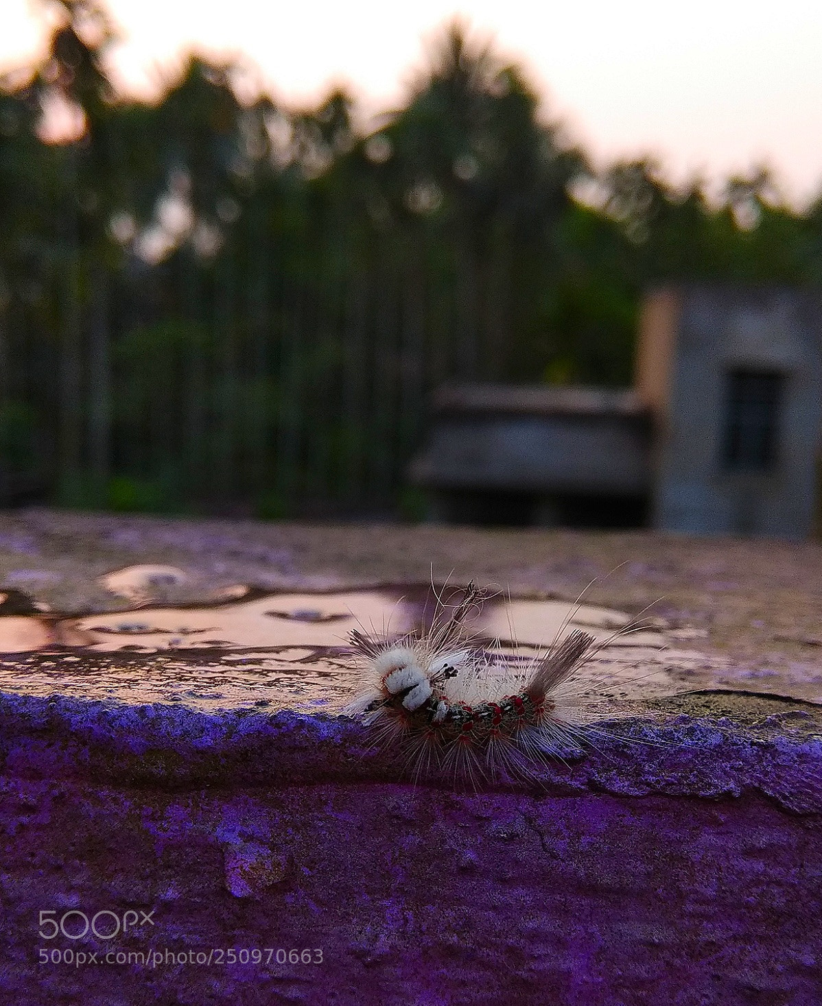 Xiaomi Redmi Note 4 sample photo. This is my favourite photography