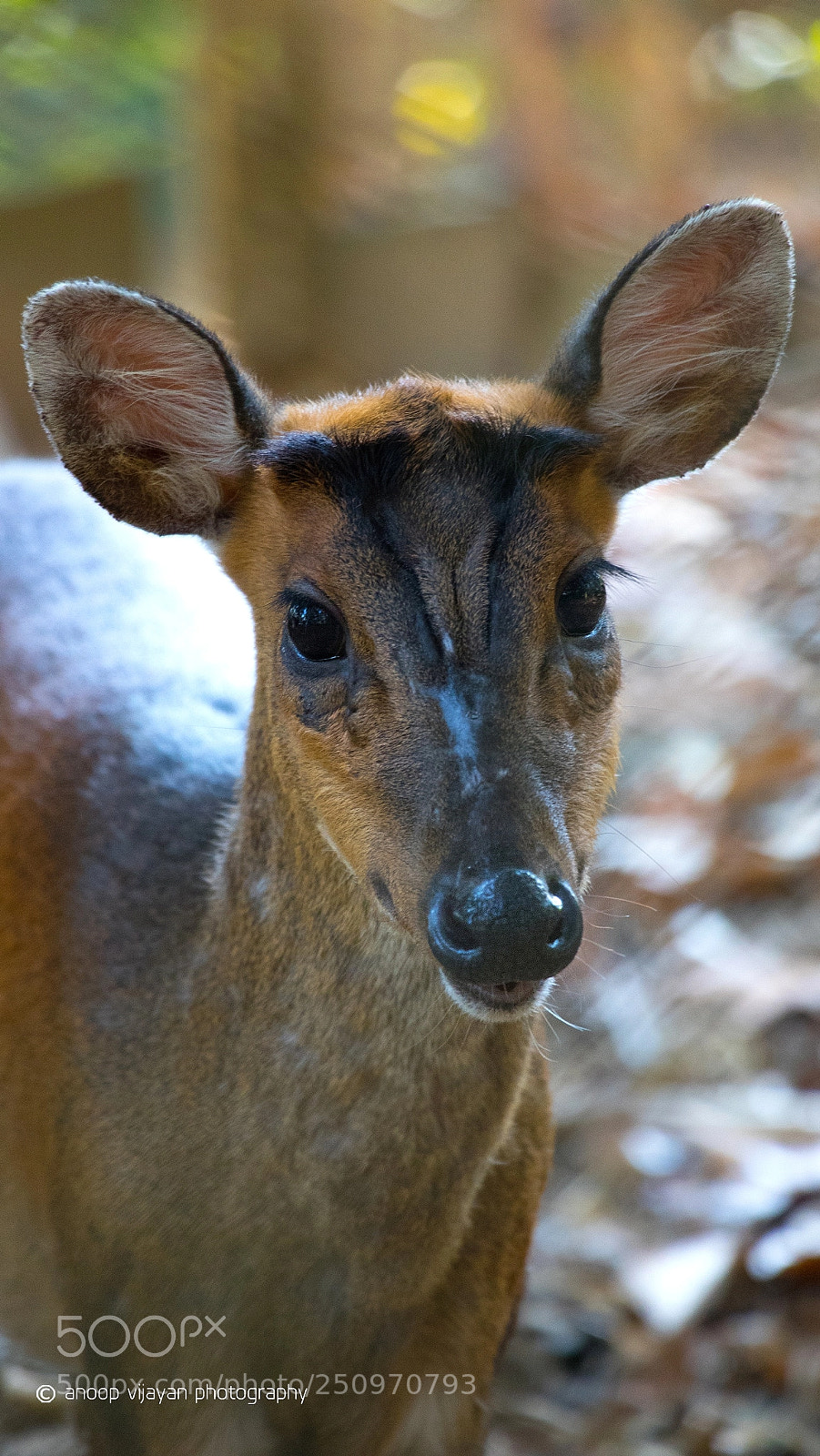 Canon EOS 80D sample photo. Barking deer photography