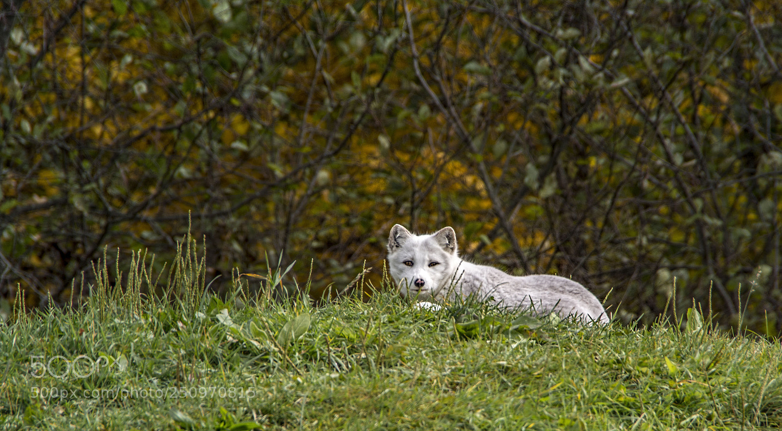 Nikon D5200 sample photo. White wolf... photography