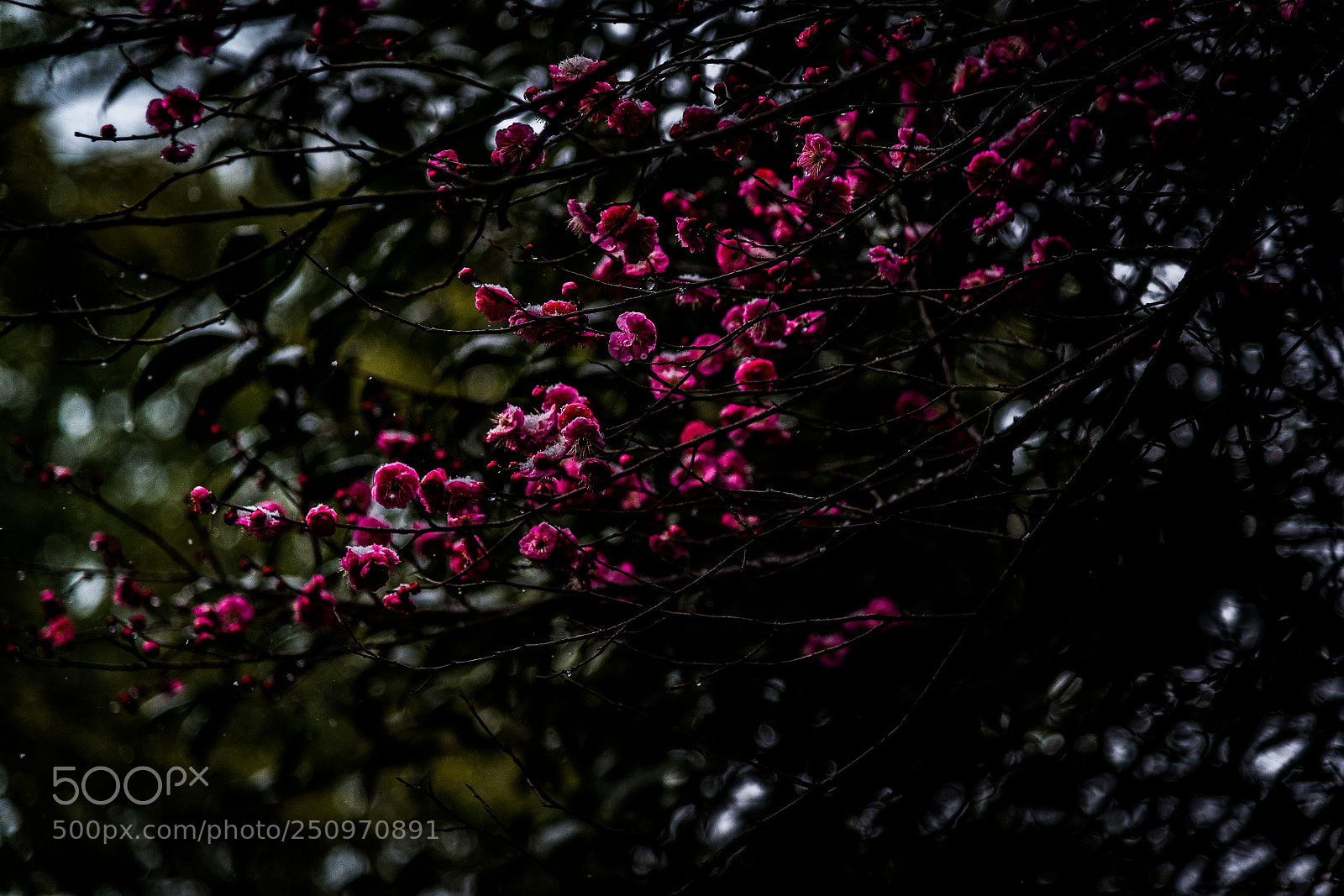 Nikon D610 sample photo. Plum blossom photography