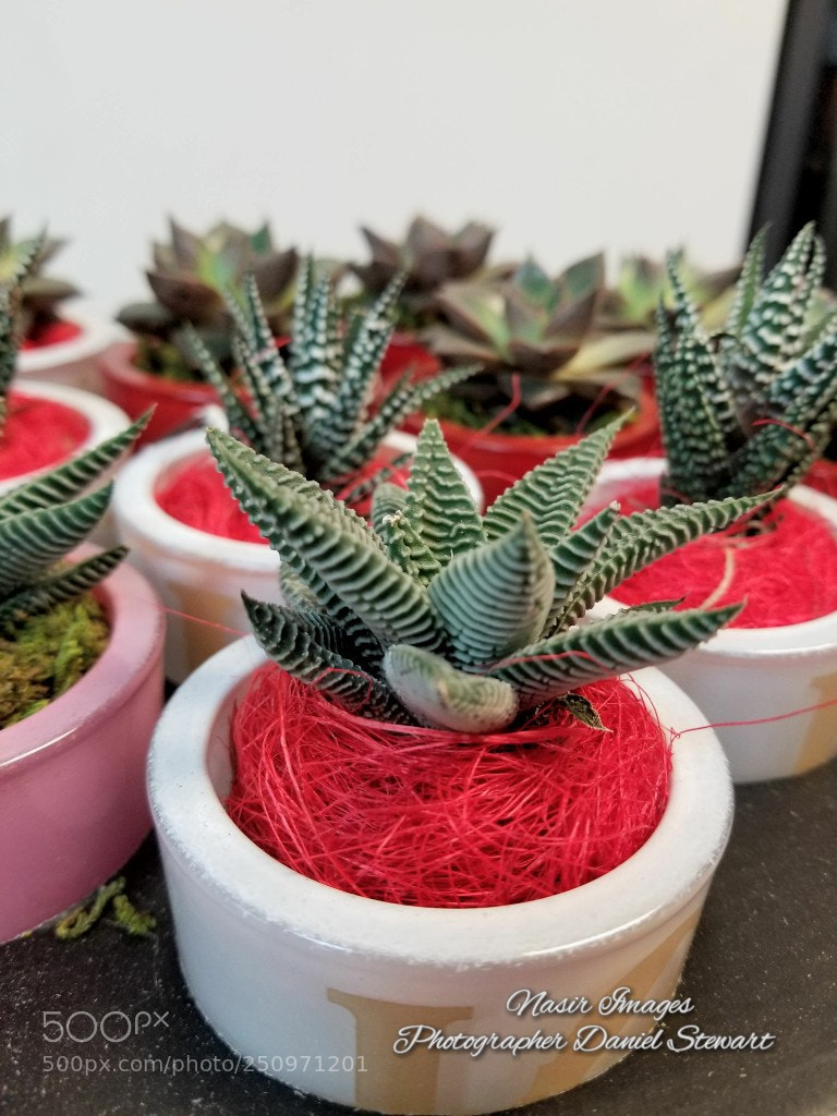 Samsung Galaxy S8+ sample photo. Untitled photography