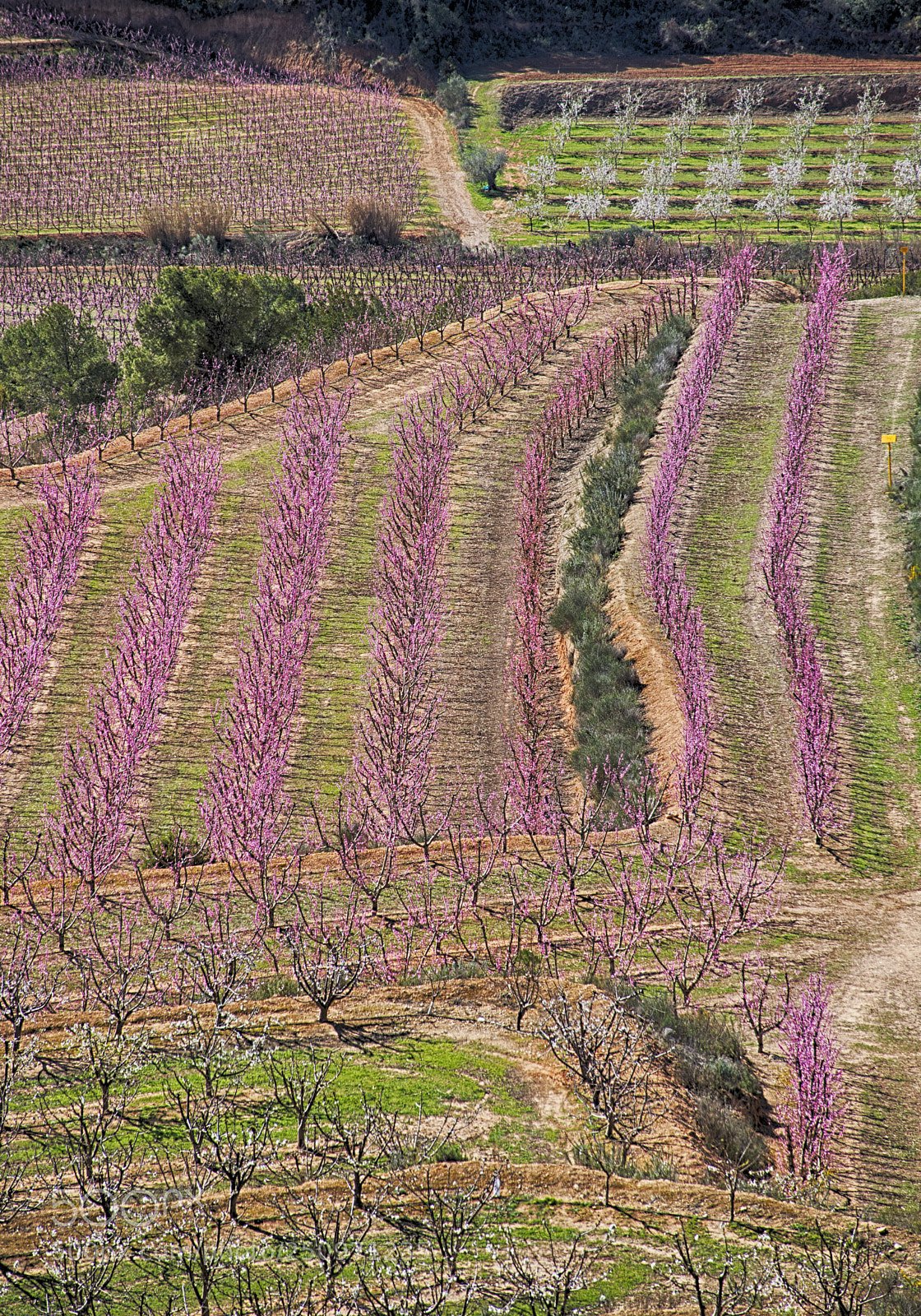 Canon EOS 6D Mark II sample photo. Farming photography