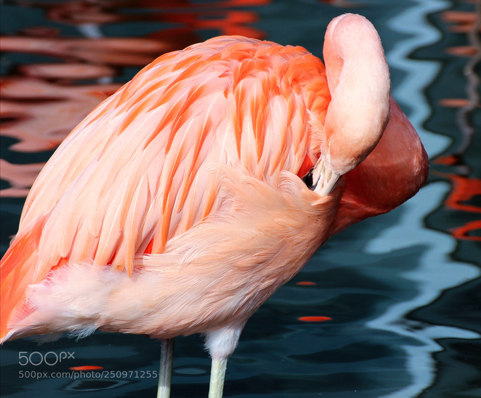Canon EOS 600D (Rebel EOS T3i / EOS Kiss X5) sample photo. Pink beauty photography