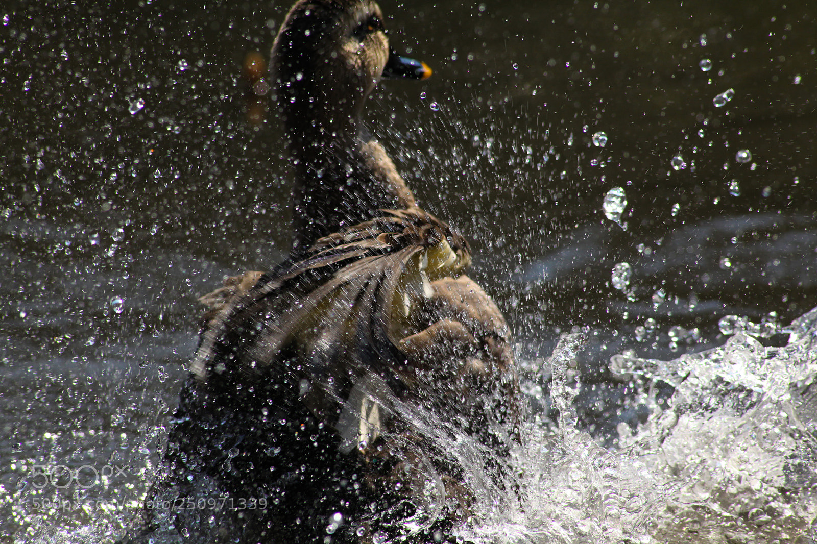 Canon EOS 5D Mark II sample photo. バシャ！　splosh ! photography