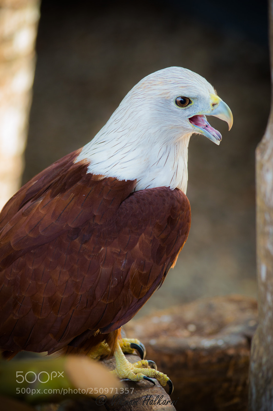 Nikon D3200 sample photo. Eagle bird photography