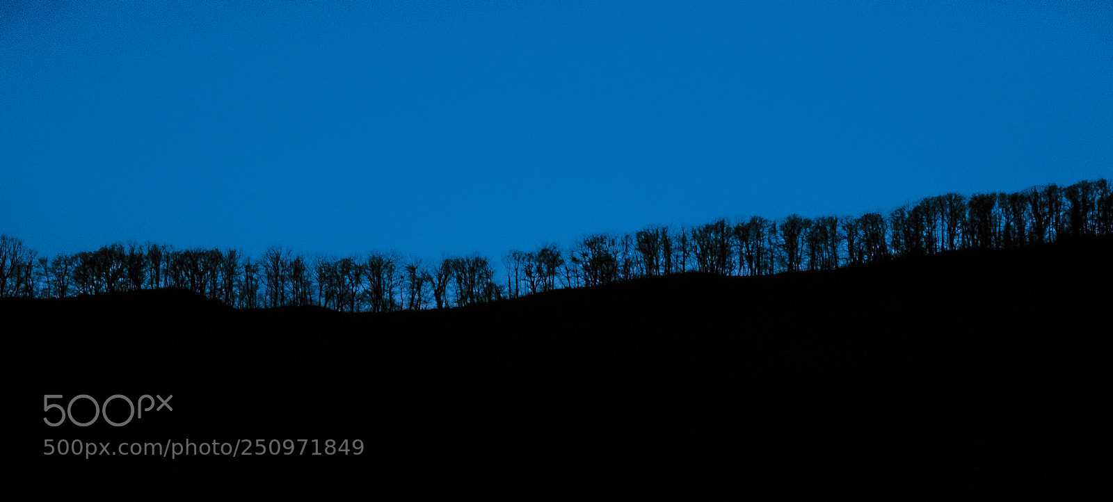 Nikon D7000 sample photo. Walking trees photography