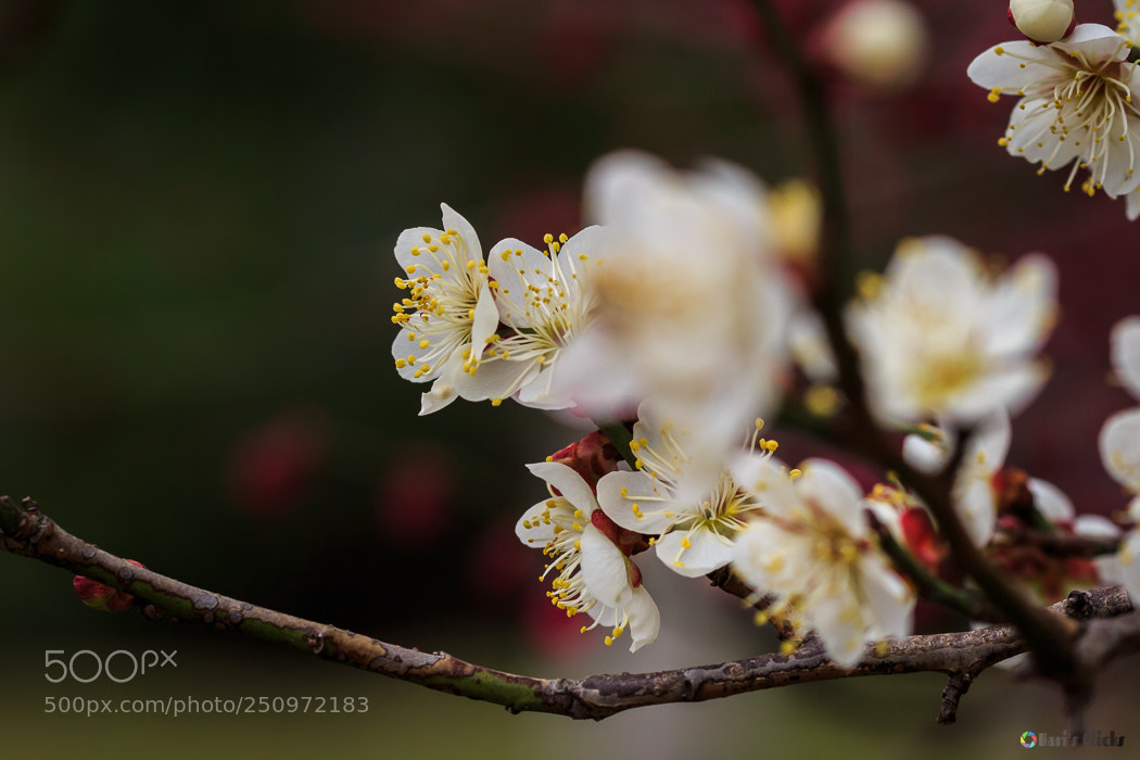 Canon EOS 700D (EOS Rebel T5i / EOS Kiss X7i) sample photo. Untitled photography