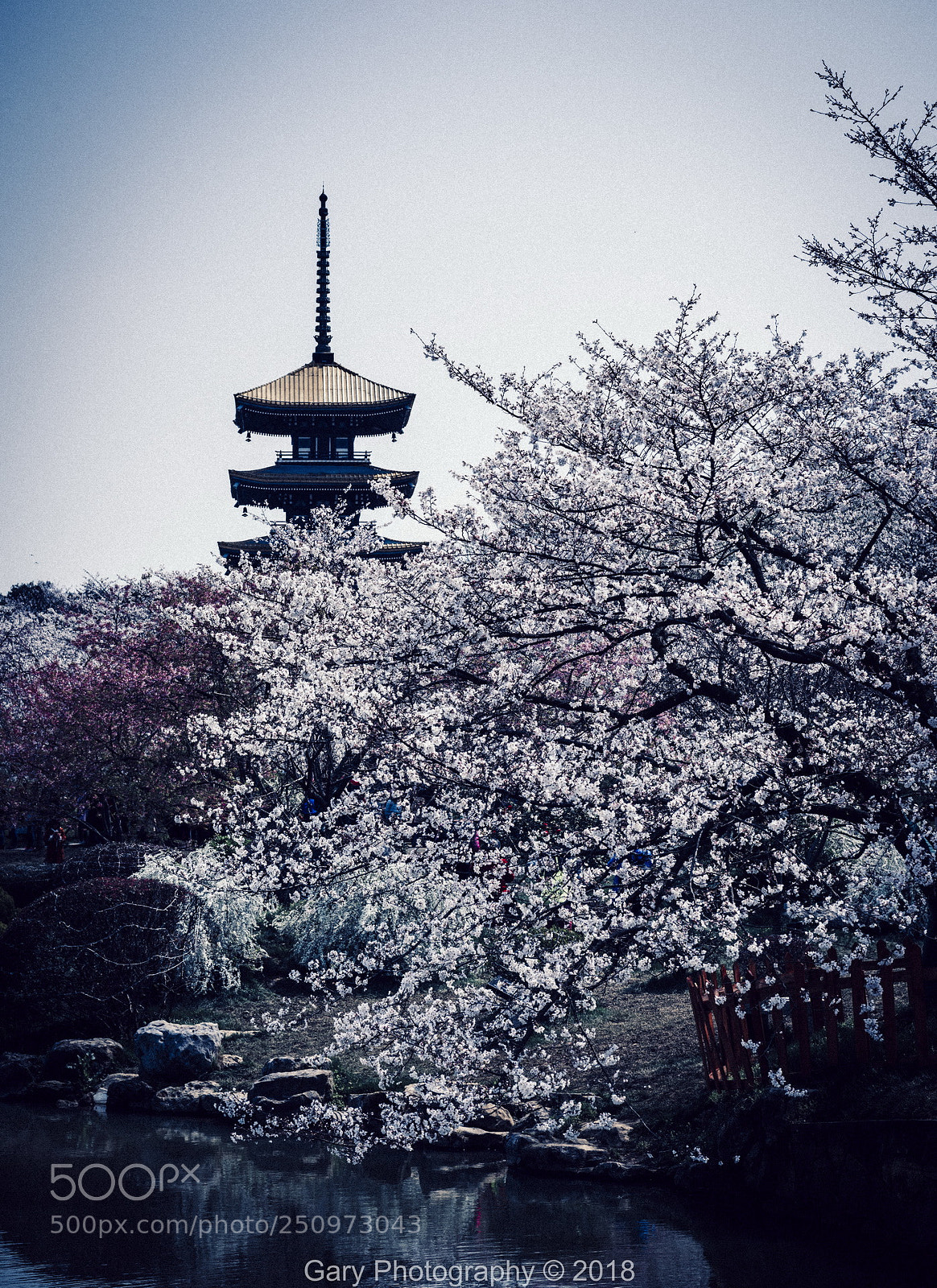Nikon D810 sample photo. 花祭 photography