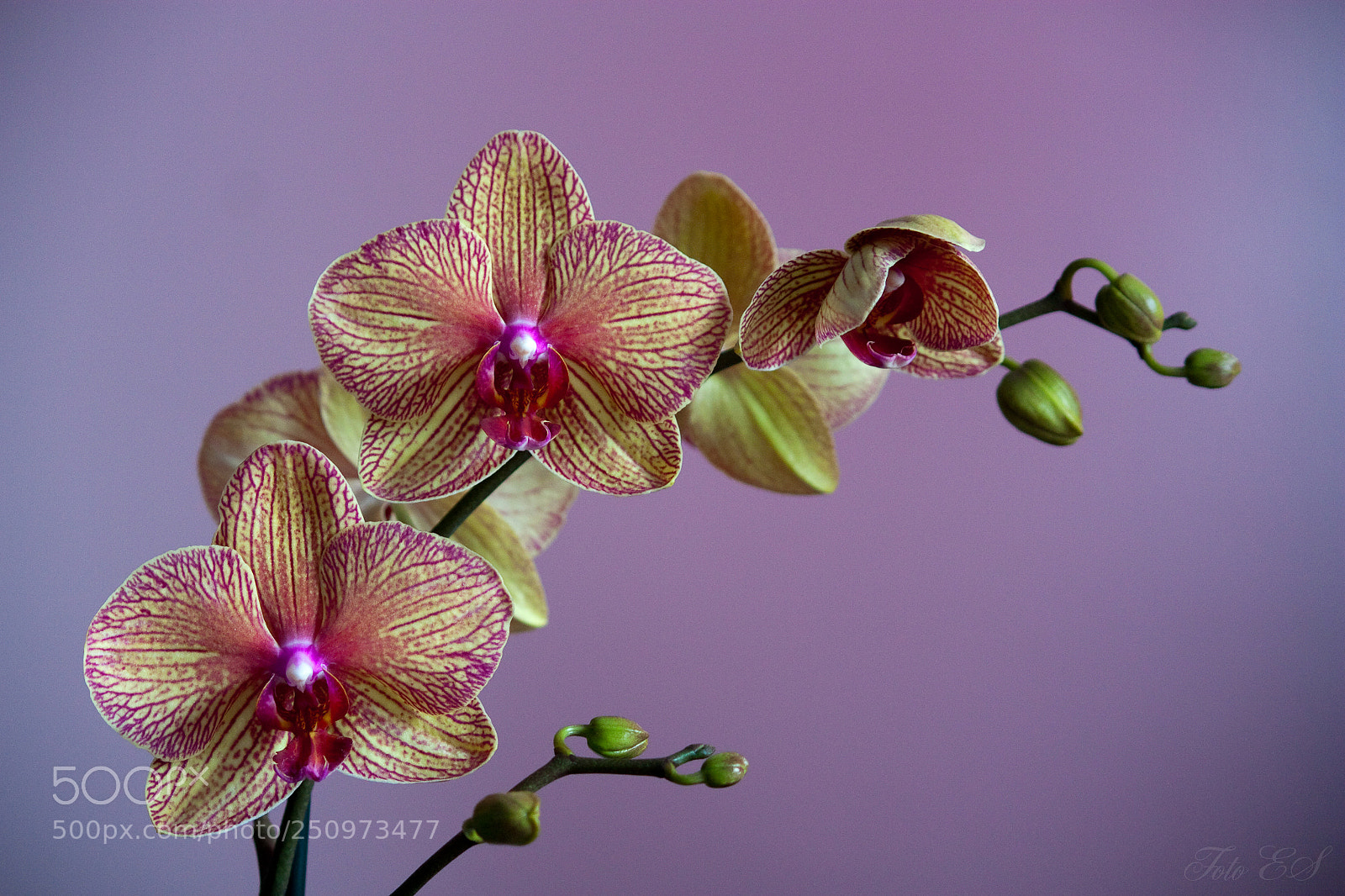 Canon EOS 450D (EOS Rebel XSi / EOS Kiss X2) sample photo. Orchid photography