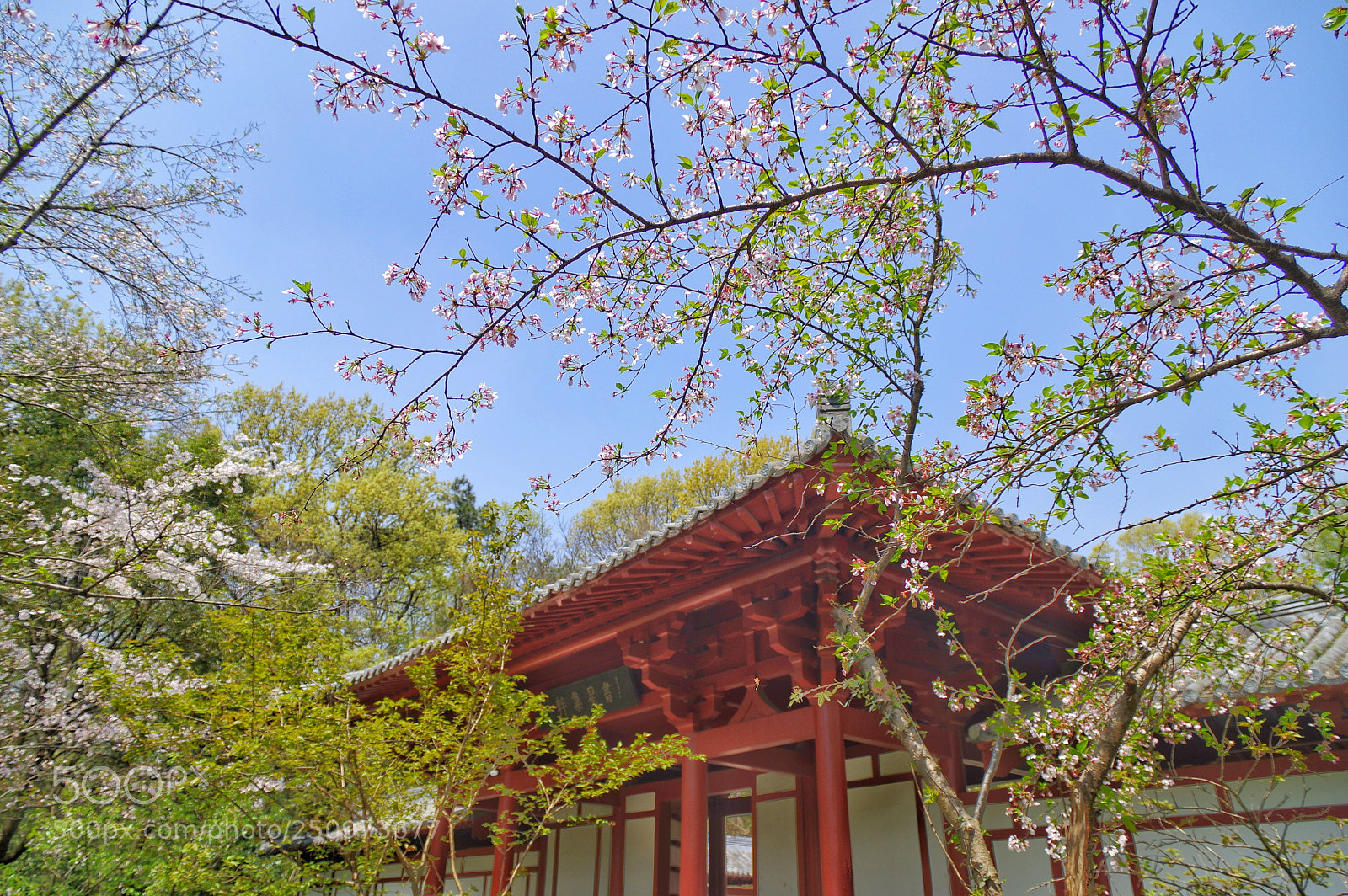 Pentax K-3 II sample photo. Untitled photography