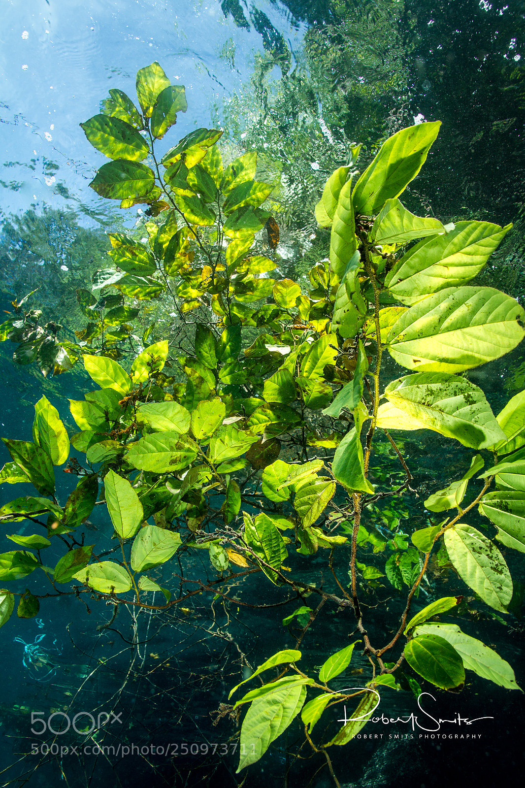 Canon EOS 7D sample photo. Leaves in the water photography