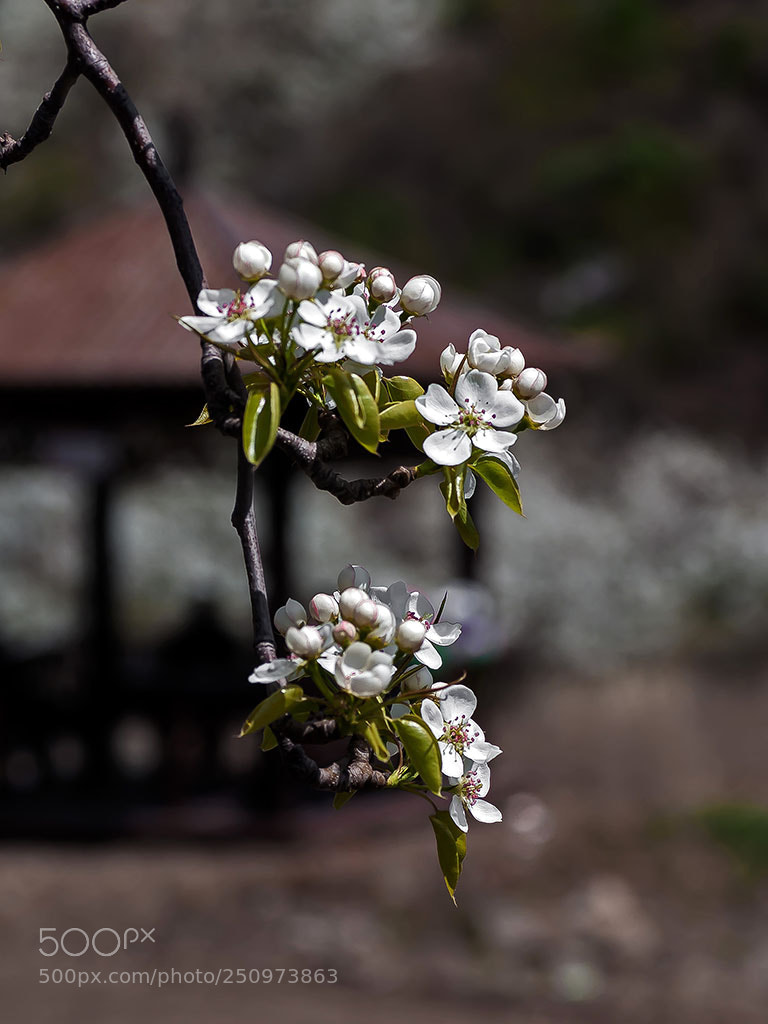 Pentax K10D sample photo. New flowers on the photography
