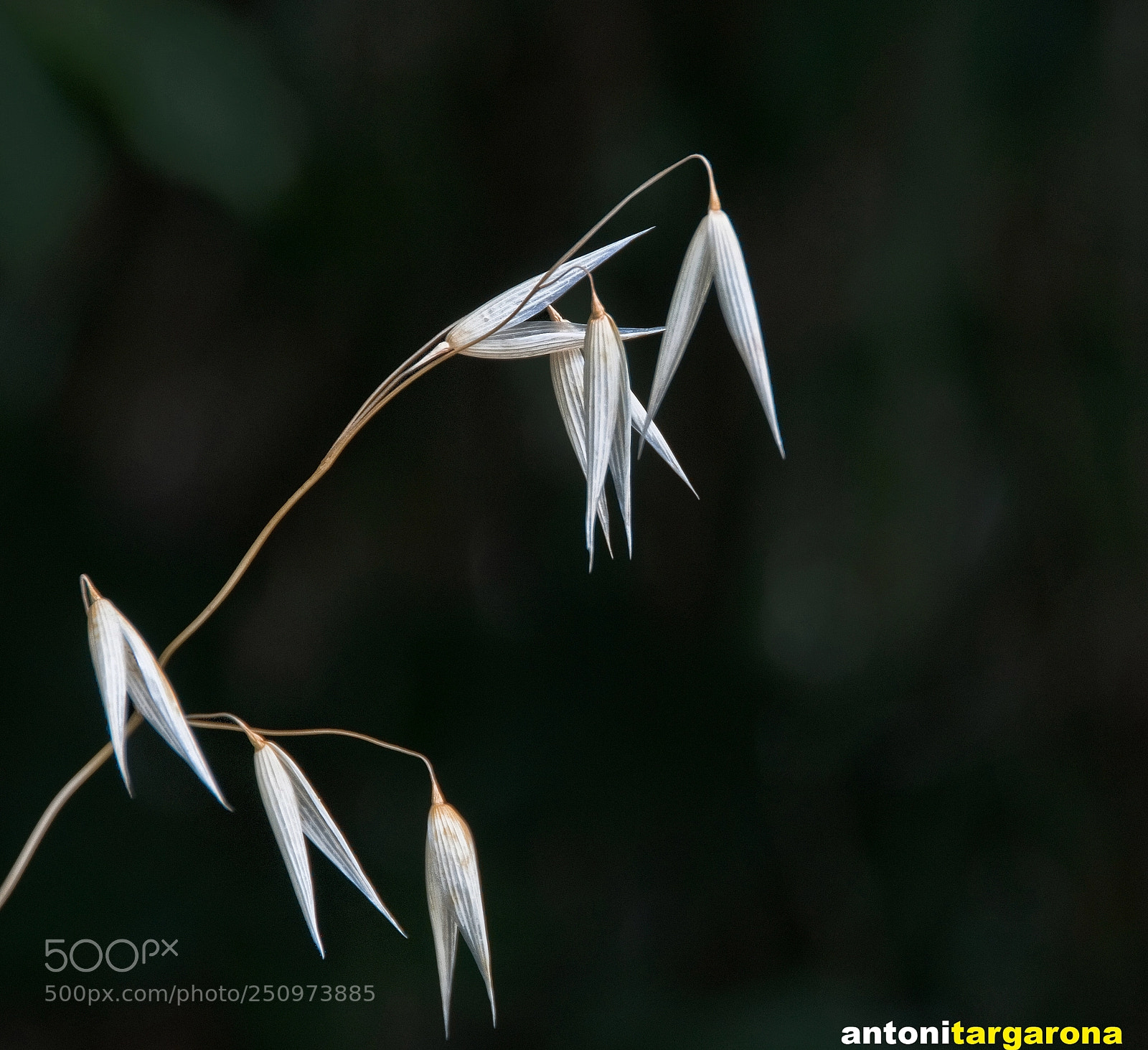 Nikon D300 sample photo. Dry plants photography