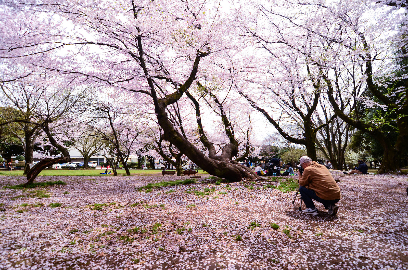 Nikon D7000 sample photo. Sakura photography