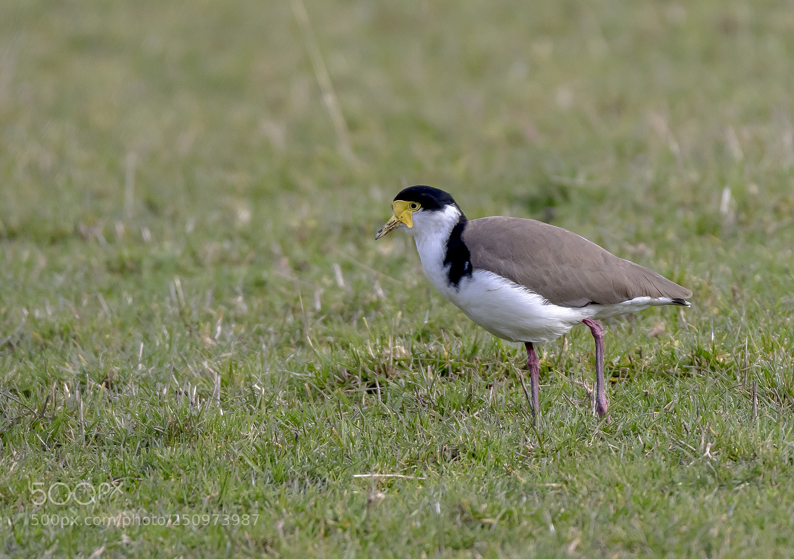 Canon EOS 7D Mark II sample photo. Spur winged plover photography