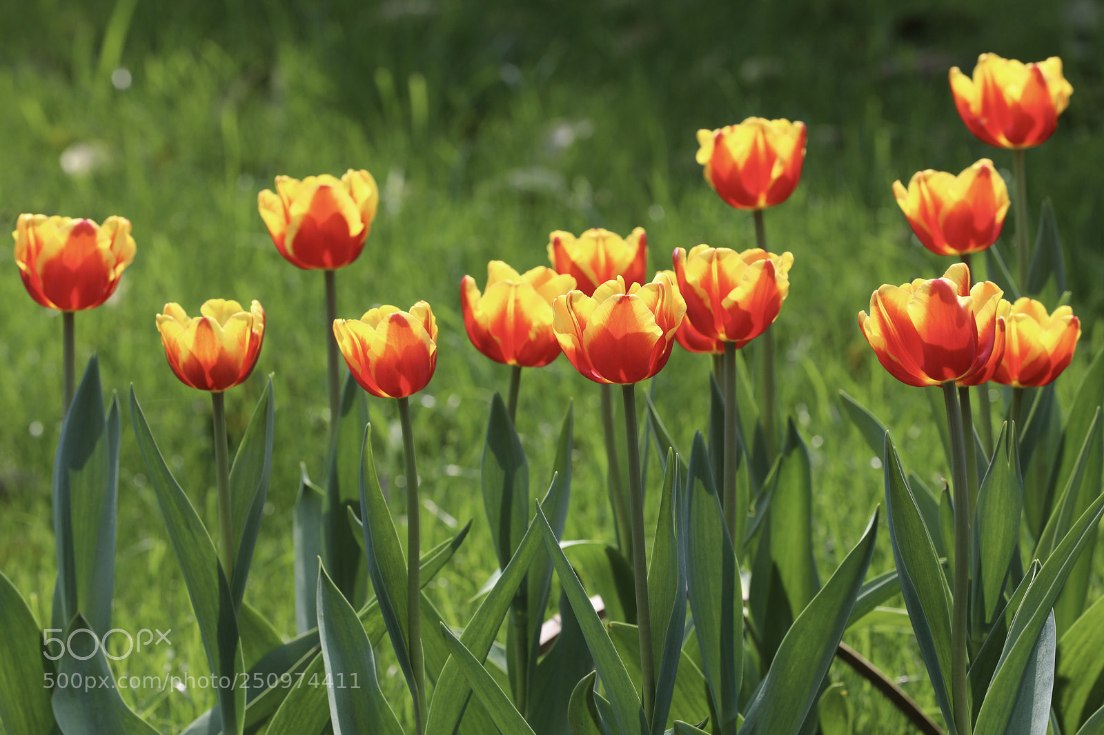 Canon EOS 5D Mark IV sample photo. 郁金香 photography