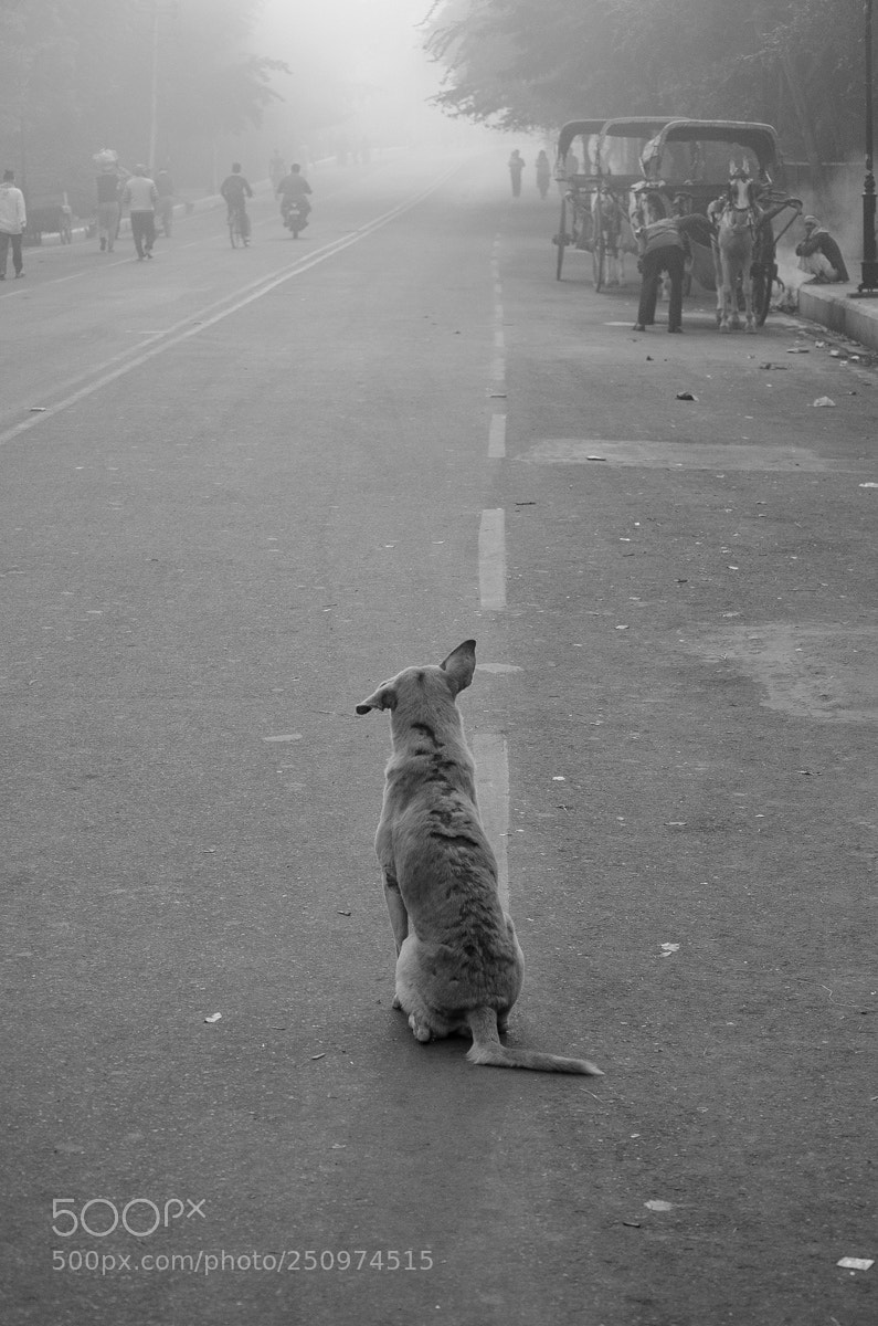Nikon D7000 sample photo. Stray, agra photography