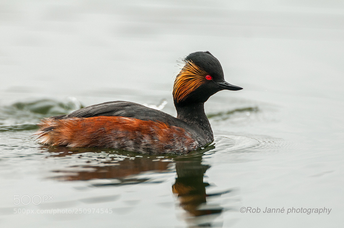 Nikon D300 sample photo. Black-necked grebe photography