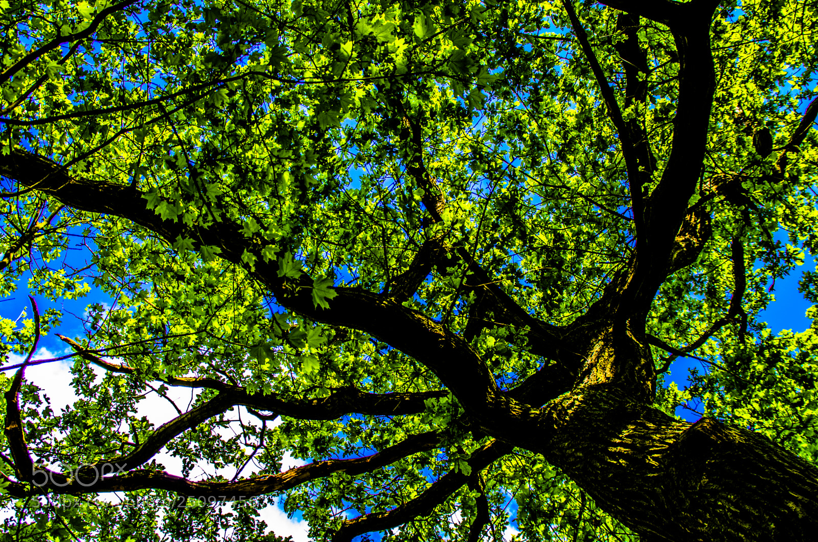 Pentax K-5 sample photo. Colorful tree photography